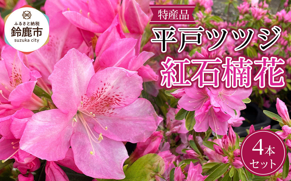 特産品 平戸ツツジ 紅石楠花 4本セット