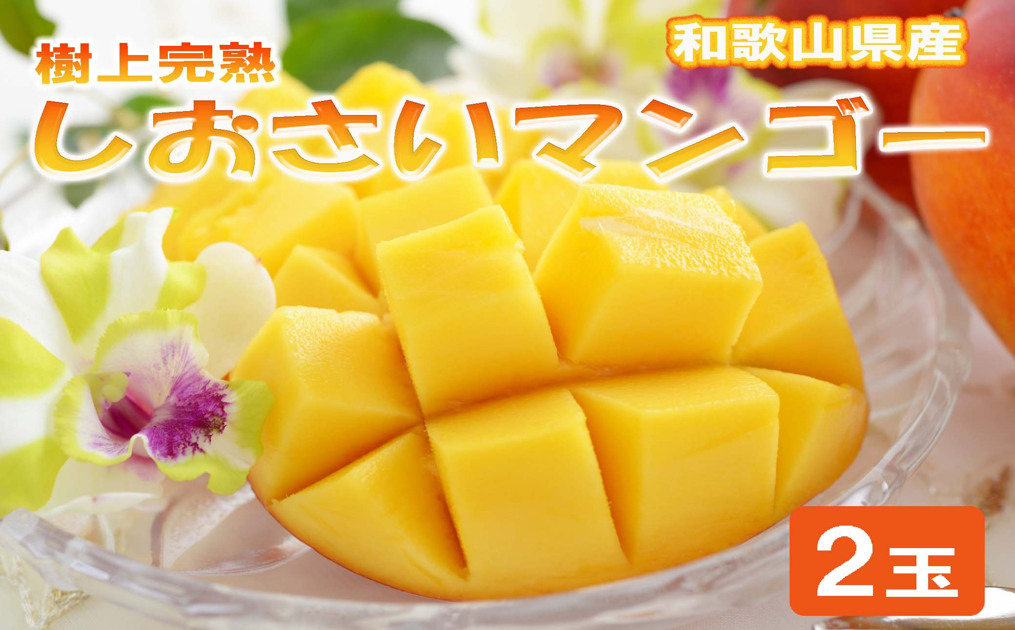 和歌山県産&nbsp;樹上完熟しおさいマンゴー&nbsp;2玉入り★2026年8月初旬頃より順次発送　［TM218］