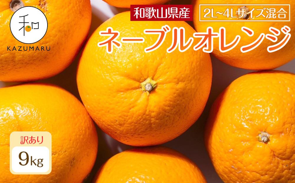 訳あり 森本農園の手選別 大玉ネーブルオレンジ 約9kg 和歌山県産 2L~4Lサイズ混合 ［北海道・沖縄・離島配送不可］［2026年1月上旬から順次発送］［RN109］