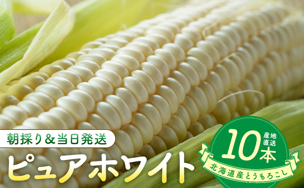 【2026年8月中旬発送開始】北海道産とうもろこし（ピュアホワイト10本）