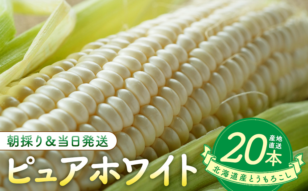 【2026年8月中旬発送開始】北海道産とうもろこし（ピュアホワイト20本）