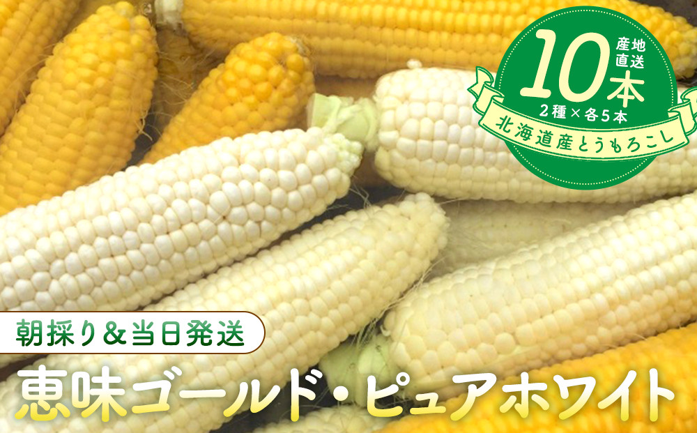 【2026年8月中旬発送開始】北海道産とうもろこし（恵味ゴールド5本・ピュアホワイト5本セット）