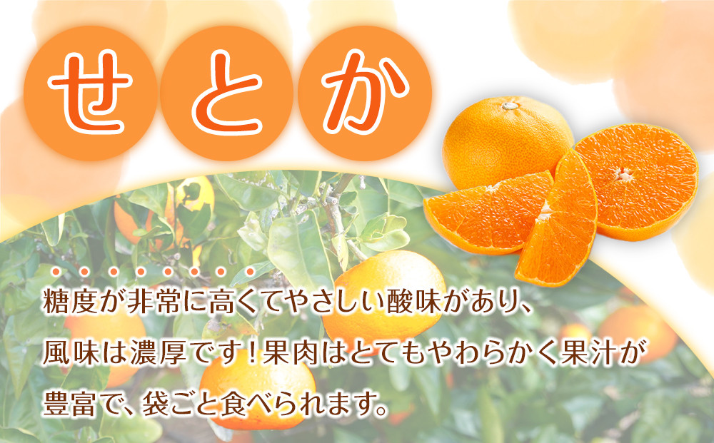 森本農園の手選別 せとか 約5kg 和歌山県産 サイズ混合 ［北海道・沖縄