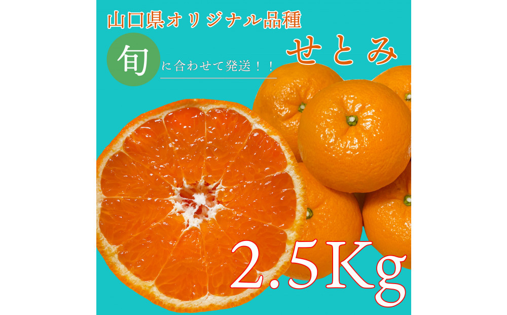 【2026年2月下旬～3月頃より順次発送】山口県が誇るオリジナル柑橘《せとみ》2.5kg