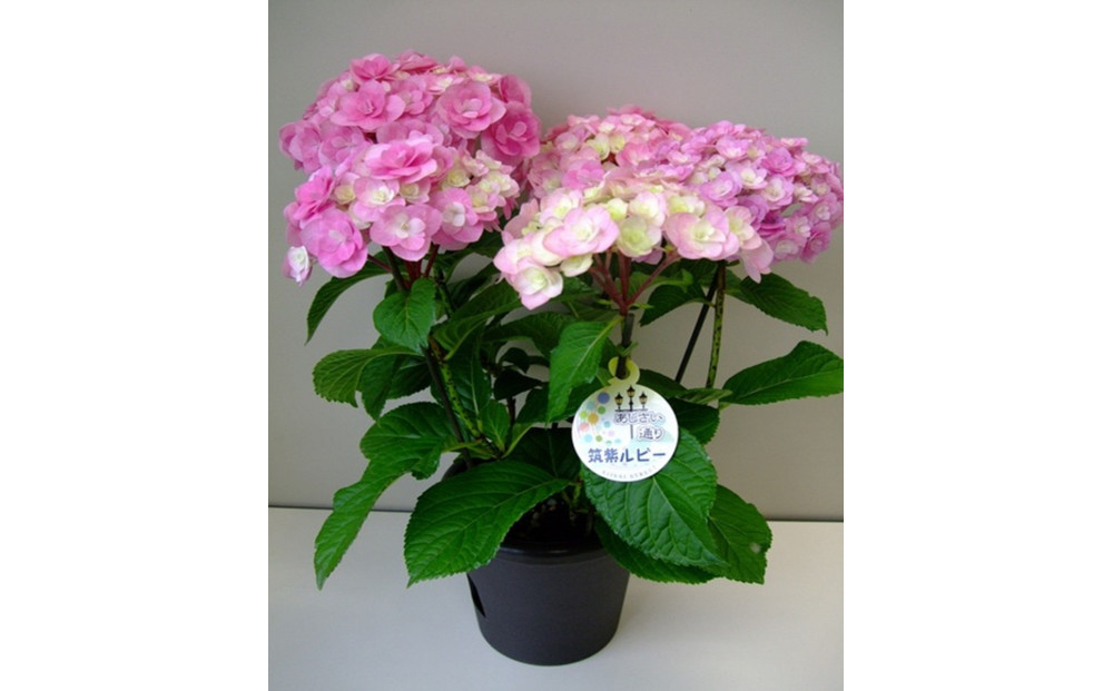 福岡県育種開発のあじさい【筑紫ルビー】鉢植え　5.5号鉢【あじさい 花 鉢植え ガーデニング 福岡 筑前町 おすすめ ふるさと納税 送料無料 AE053】