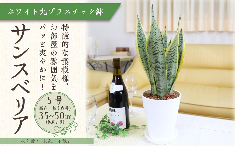 《先行予約》【観葉植物】サンスベリア&nbsp;5号&nbsp;ホワイト丸プラスチック鉢&nbsp;土の表面:ウッドチップ｜観葉植物&nbsp;インテリア&nbsp;部屋&nbsp;おしゃれ&nbsp;福岡県筑前町&nbsp;送料無料