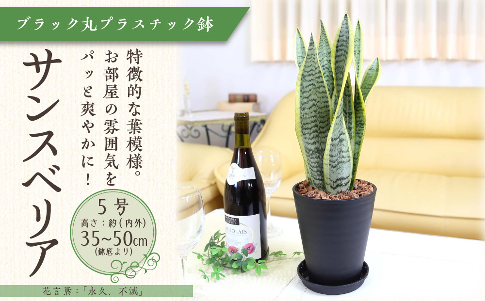 《先行予約》【観葉植物】サンスベリア&nbsp;5号&nbsp;ブラック丸プラスチック鉢&nbsp;土の表面:ウッドチップ｜観葉植物&nbsp;インテリア&nbsp;部屋&nbsp;おしゃれ&nbsp;福岡県筑前町&nbsp;送料無料