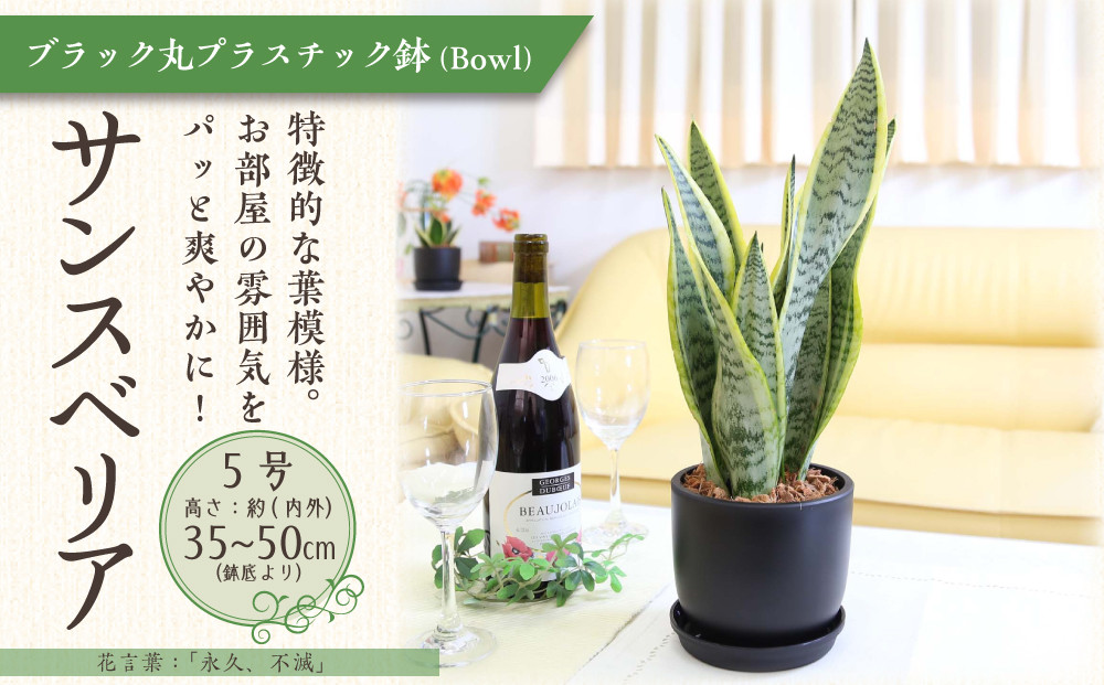 《先行予約》【観葉植物】サンスベリア&nbsp;5号&nbsp;ブラック丸プラスチック鉢（Bowl）土の表面:ウッドチップ｜観葉植物&nbsp;インテリア&nbsp;部屋&nbsp;おしゃれ&nbsp;福岡県筑前町&nbsp;送料無料