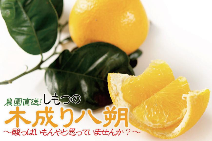 八朔 はっさく 訳あり 約6kg｜和歌山県和歌山市産 ご家庭用 柑橘フルーツ【2026年先行予約】甘酸っぱくて爽やか！見た目は訳ありでも味は絶品！3月下旬～４月下旬頃出荷予定（サイズ不選別）［Mg20］