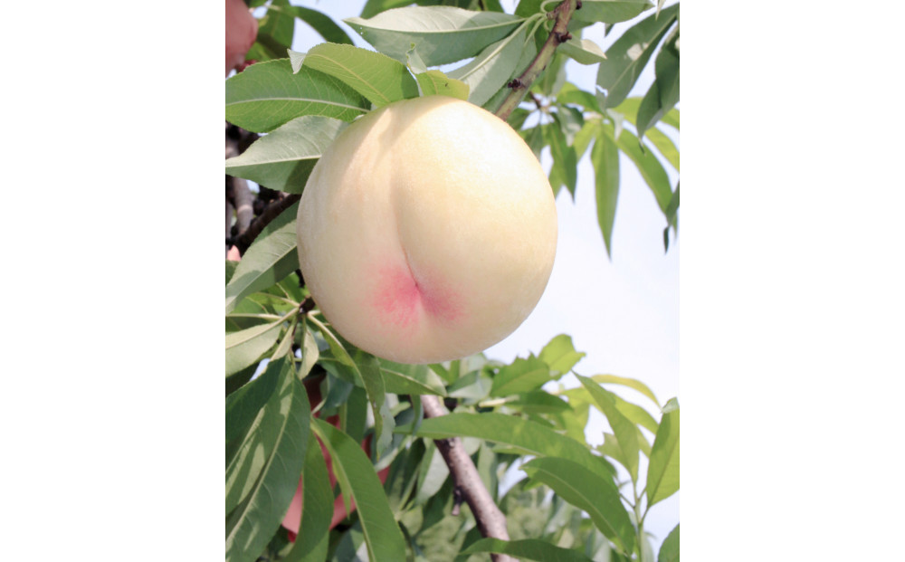 桃 2026年  特選 岡山の桃 8玉 約2kg 早生（わせ）種 もも モモ 岡山県産 国産 フルーツ 果物 ギフト いろは堂