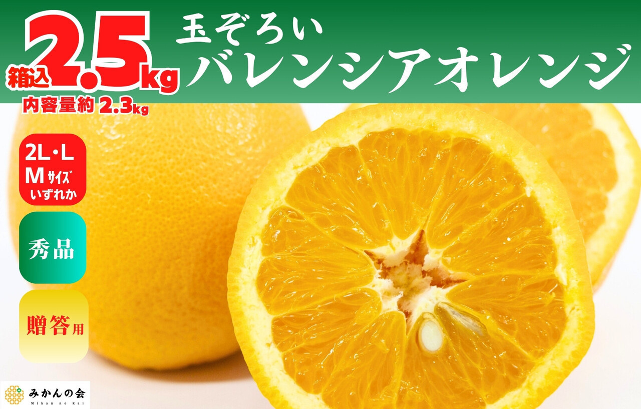 【お中元】バレンシアオレンジ 国産 玉ぞろい 秀品 箱込 約2.5kg (内容量 2.3kg ) 2L L M サイズのいずれか 和歌山県産 産地直送 みかんの会 【7月上旬～8月上旬に順次発送】