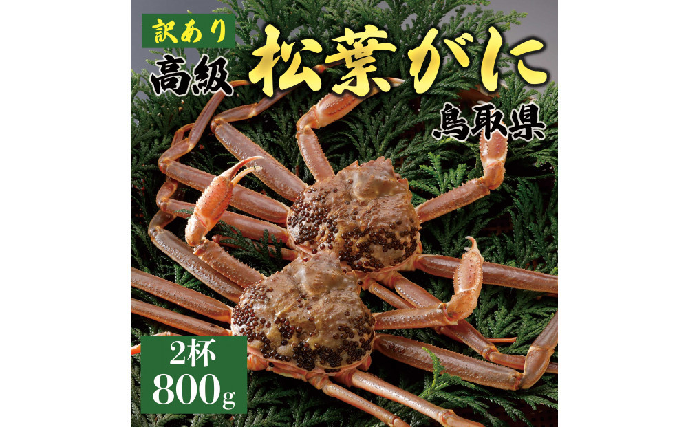 【2025年12月～2026年1月発送】特撰&nbsp;松葉がに（なま）【訳あり】800g超の大きいサイズ&nbsp;食べ応えあり&nbsp;特大2杯