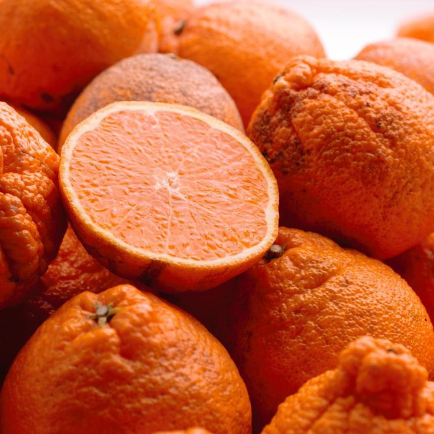 ［先行予約］家庭用 不知火10kg+250g（傷み補償分）［デコポンと同品種・人気の春みかん］［わけあり・訳あり］［IKE254］