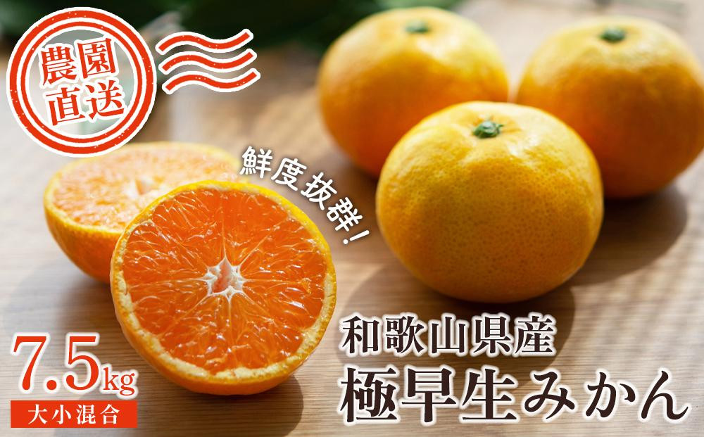 【極早生みかん】みかん&nbsp;7.5kg&nbsp;家庭用&nbsp;大小混合サイズ&nbsp;和歌山県海南市産&nbsp;産地直送