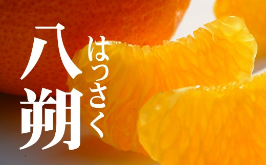 赤秀&nbsp;はっさく&nbsp;八朔&nbsp;ハッサク&nbsp;6kg｜和歌山市産&nbsp;まごころ産直みかん&nbsp;木成り&nbsp;完熟はっさく&nbsp;柑橘&nbsp;みかん&nbsp;フルーツ&nbsp;和歌山みかん&nbsp;国産&nbsp;産地直送&nbsp;甘酸っぱくて爽やか！［Mg26］
