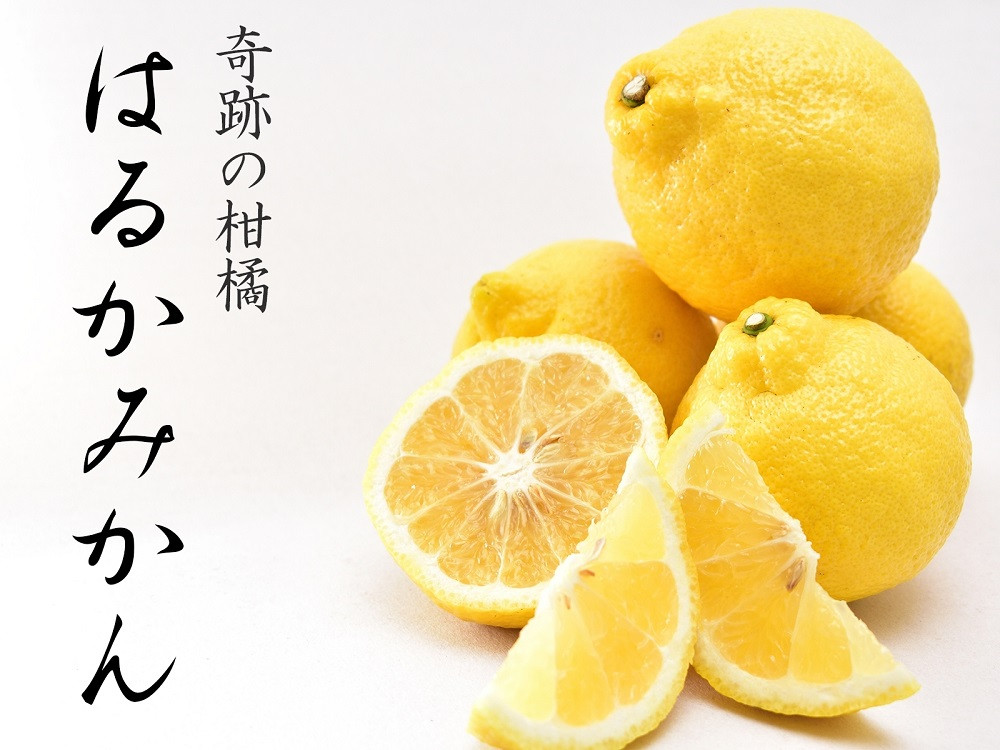 はるかみかん【訳あり】6kg&nbsp;和歌山県海南市のはるかみかん&nbsp;&nbsp;和歌山&nbsp;海南市&nbsp;&nbsp;果物&nbsp;みかん&nbsp;柑橘&nbsp;人気&nbsp;甘い&nbsp;おいしい&nbsp;フルーツ