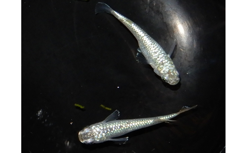 讃岐のめだかの特選めだか&nbsp;スーパーラメ1ペア