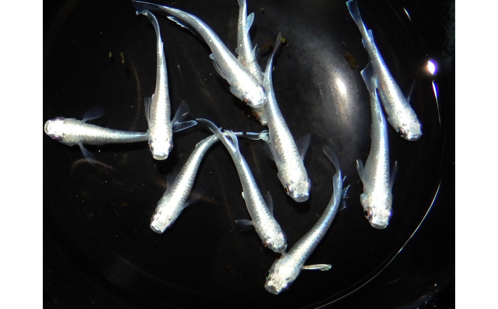 讃岐のめだかの特選めだか&nbsp;サンセット極龍５ペア