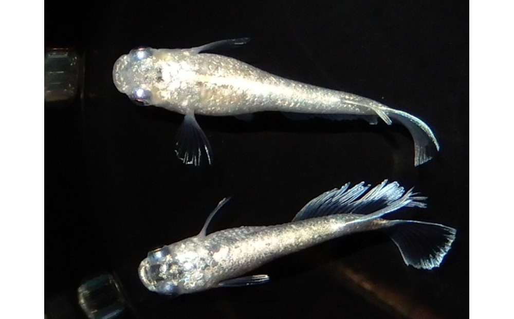 讃岐のめだかの特選めだか&nbsp;ミッドヘイキ１ペア