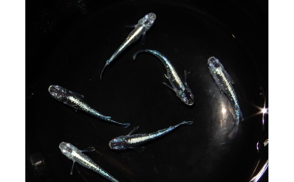 讃岐のめだかの特選めだか&nbsp;緑百３ペア