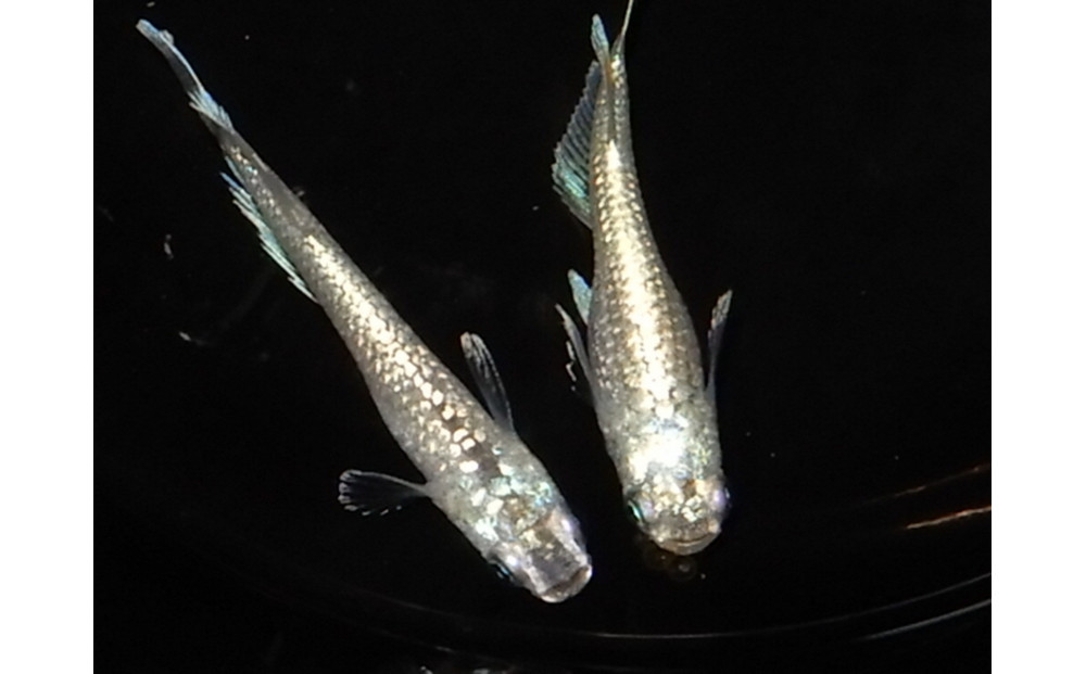 讃岐のめだかの特選めだか&nbsp;フロマヘイキ１ペア