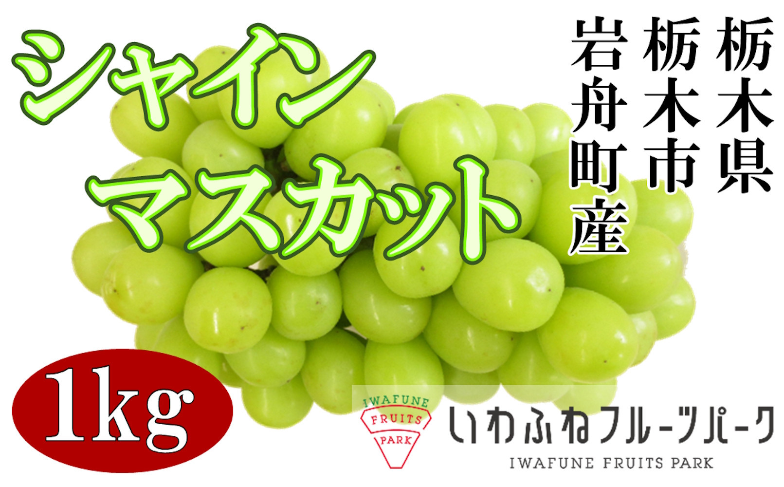 栃木市岩舟産シャインマスカット　1kg【フルーツ&nbsp;果物&nbsp;くだもの&nbsp;食品&nbsp;人気&nbsp;おすすめ】