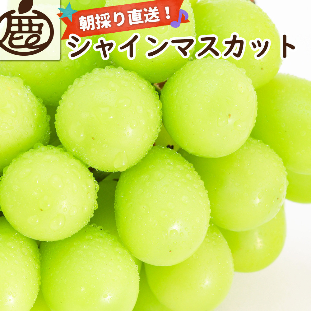 ［先行予約］シャインマスカット&nbsp;約3kg［朝採り］［フルーツ・果物］［そのまま食べられる］［2026年8月下旬頃から順次発送］