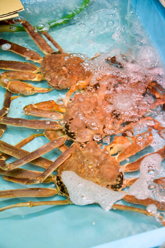 662.ご自宅用　活訳あり松葉ガニ　お任せ大満足の5kgセット【着日指定不可】※2025年11月上旬～2026年3月下旬頃に順次発送予定