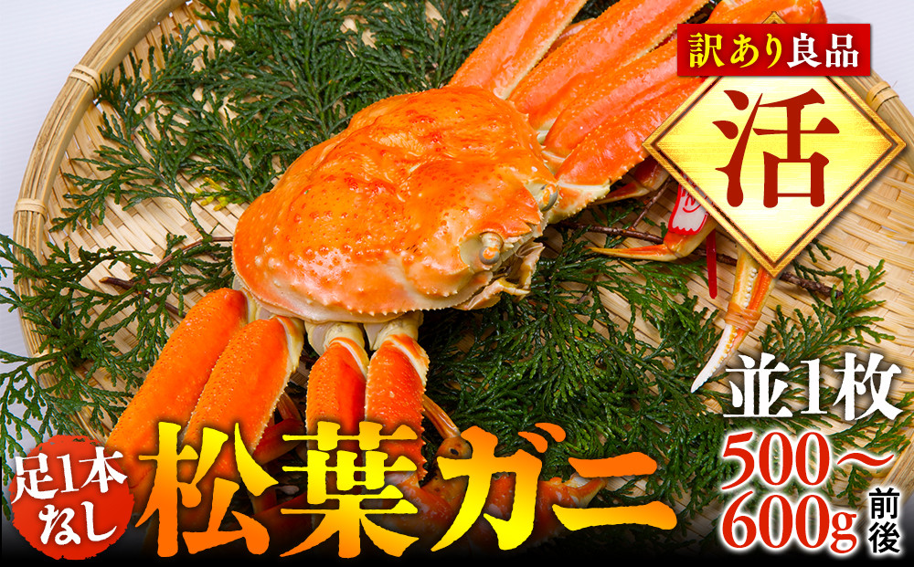 1021.【活】足1本なし　訳あり松葉ガニ　並1枚（500～600g前後）【着日指定不可】※2026年11月上旬～2027年3月下旬頃に順次発送予定《かに&nbsp;カニ&nbsp;蟹》
