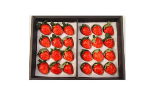 【先行予約】三重県鈴鹿市産 いちご とちおとめ 24粒
