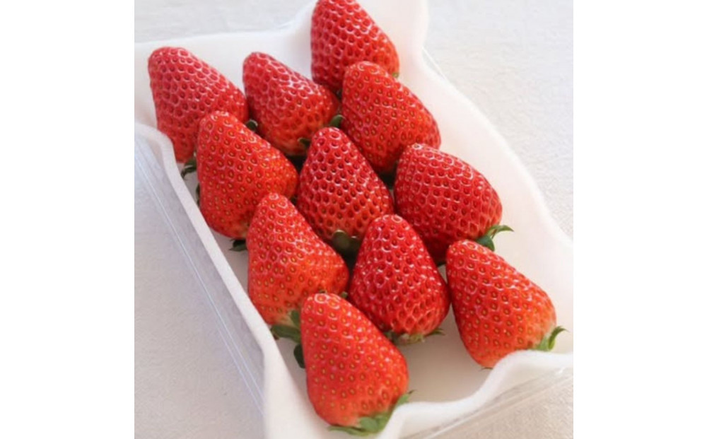 Sランク★静岡県産いちご 紅ほっぺ250ｇ×2パック(1パック約250ｇ 8～14粒）【北海道・沖縄・離島 配送不可】