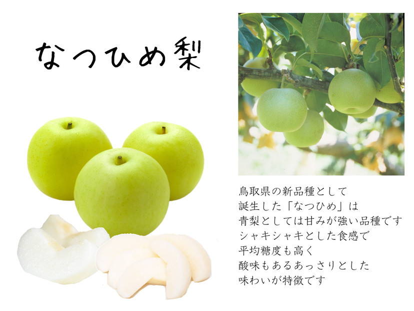 数量限定 鳥取県産 梨 訳あり ご自宅用 なつひめ 5kg【梨 なし ナシ
