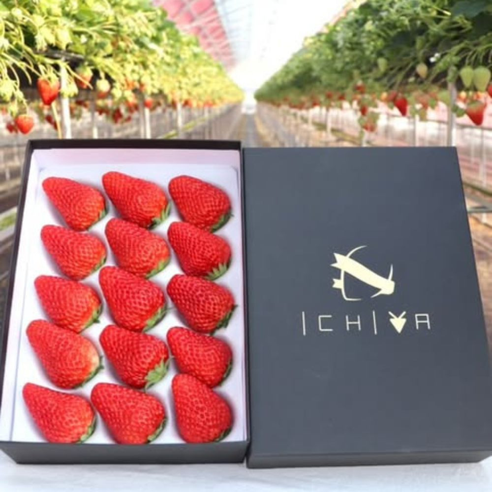 4％の奇跡！【贈答用】静岡県産いちご&nbsp;紅ほっぺ&nbsp;500g×1パック（9～15粒）&nbsp;冷蔵配送【北海道・沖縄・離島&nbsp;配送不可】　苺&nbsp;フルーツ◇