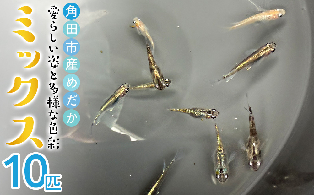 角田市産めだか（ミックス）10匹