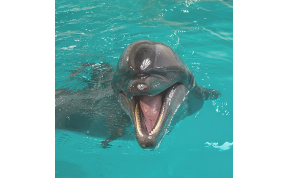 ノアドルフィンドーム&nbsp;ペア入場券