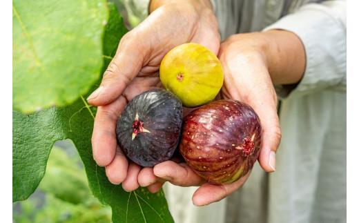 1005.生いちじく（詰め合わせ）1kg | 無花果 いちじく 生無花果 生いちじく 果物 フルーツ 新鮮 セット 鳥取県 北栄町 産地直送 おすすめ 人気 路地栽培