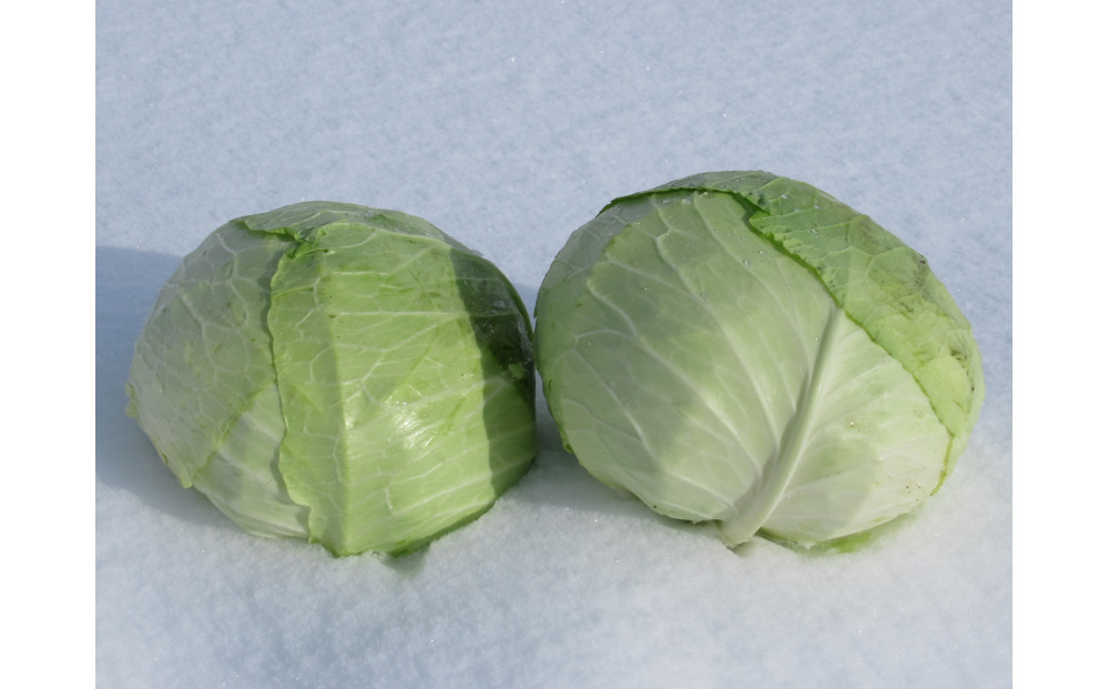 【先行予約】【数量限定】北海道産雪の下キャベツ２玉