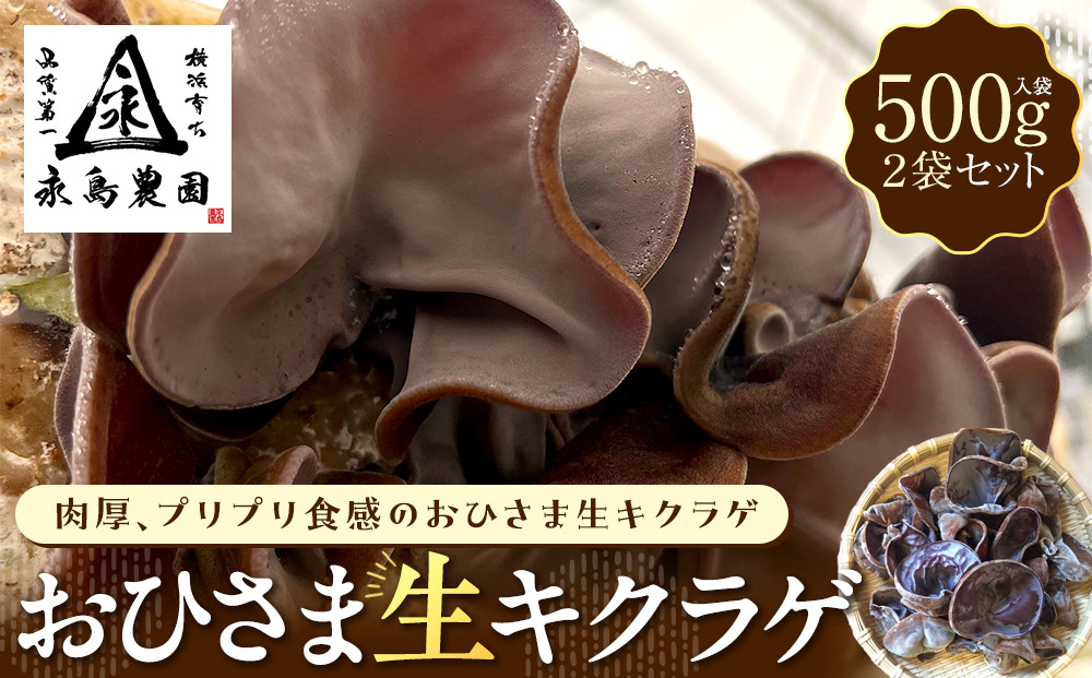 永島農園&nbsp;おひさま生キクラゲ500ｇ入り袋×2袋セット