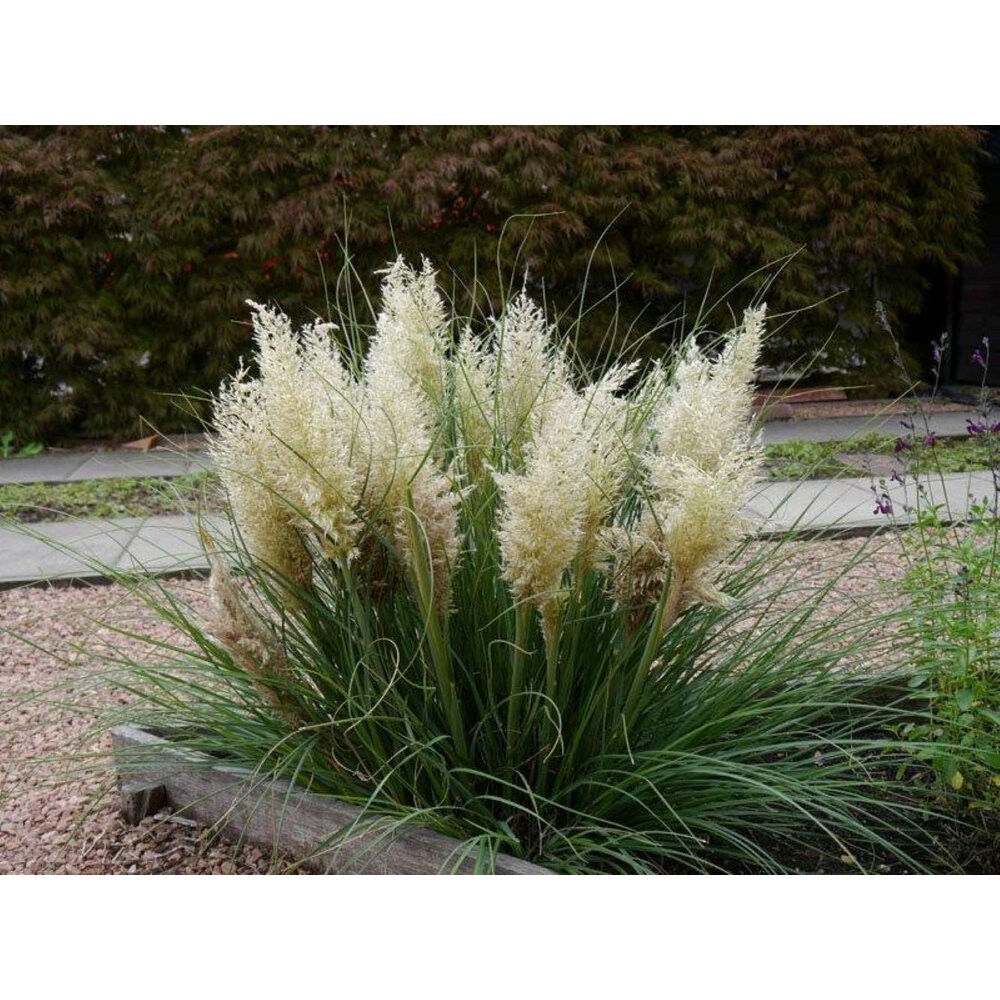 海外から来た矮性 パンパスグラス、タイニーパンパ | JTBのふるさと