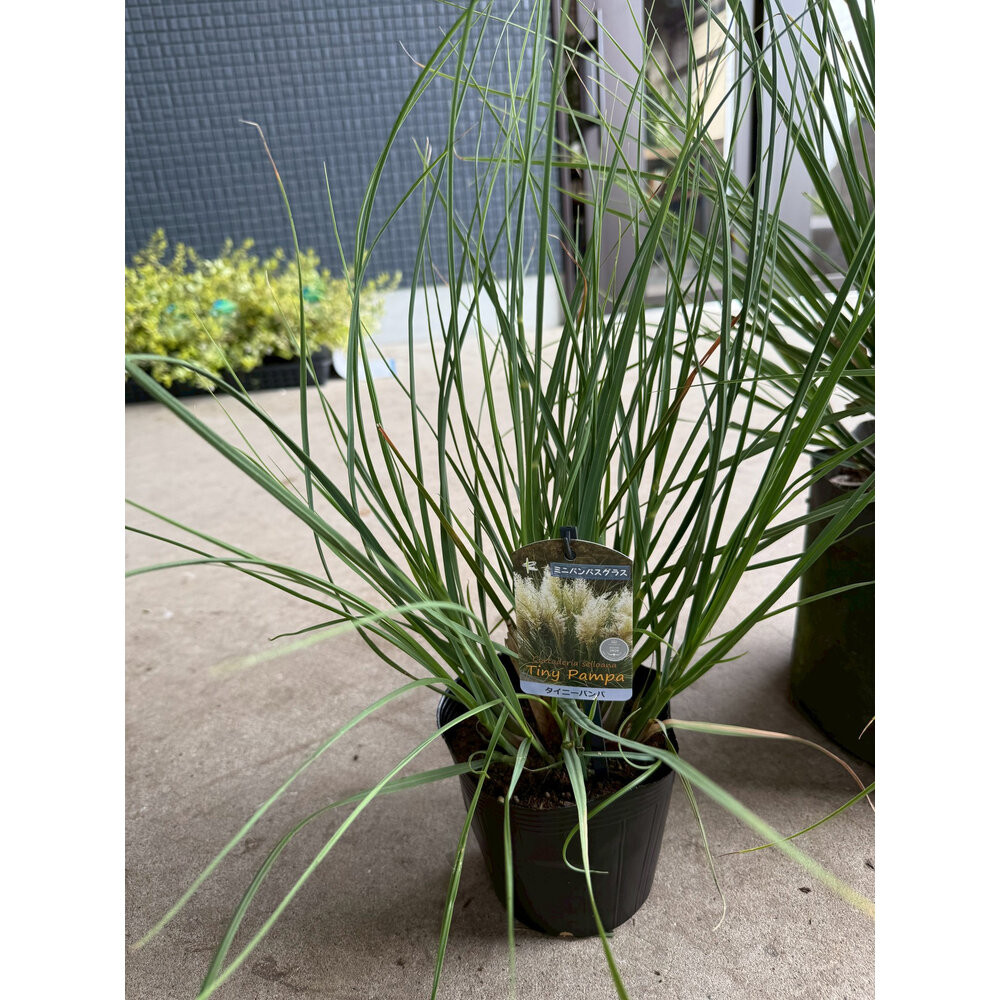 海外から来た矮性 パンパスグラス、タイニーパンパ | JTBのふるさと
