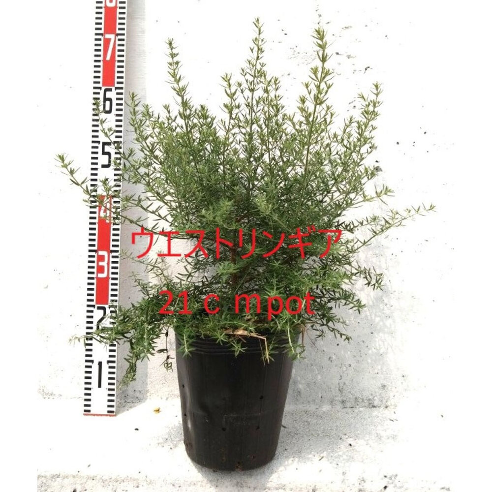 緑の力で地球を元気に！【ウエストリンギア】21cmポット 1本 | JTBの