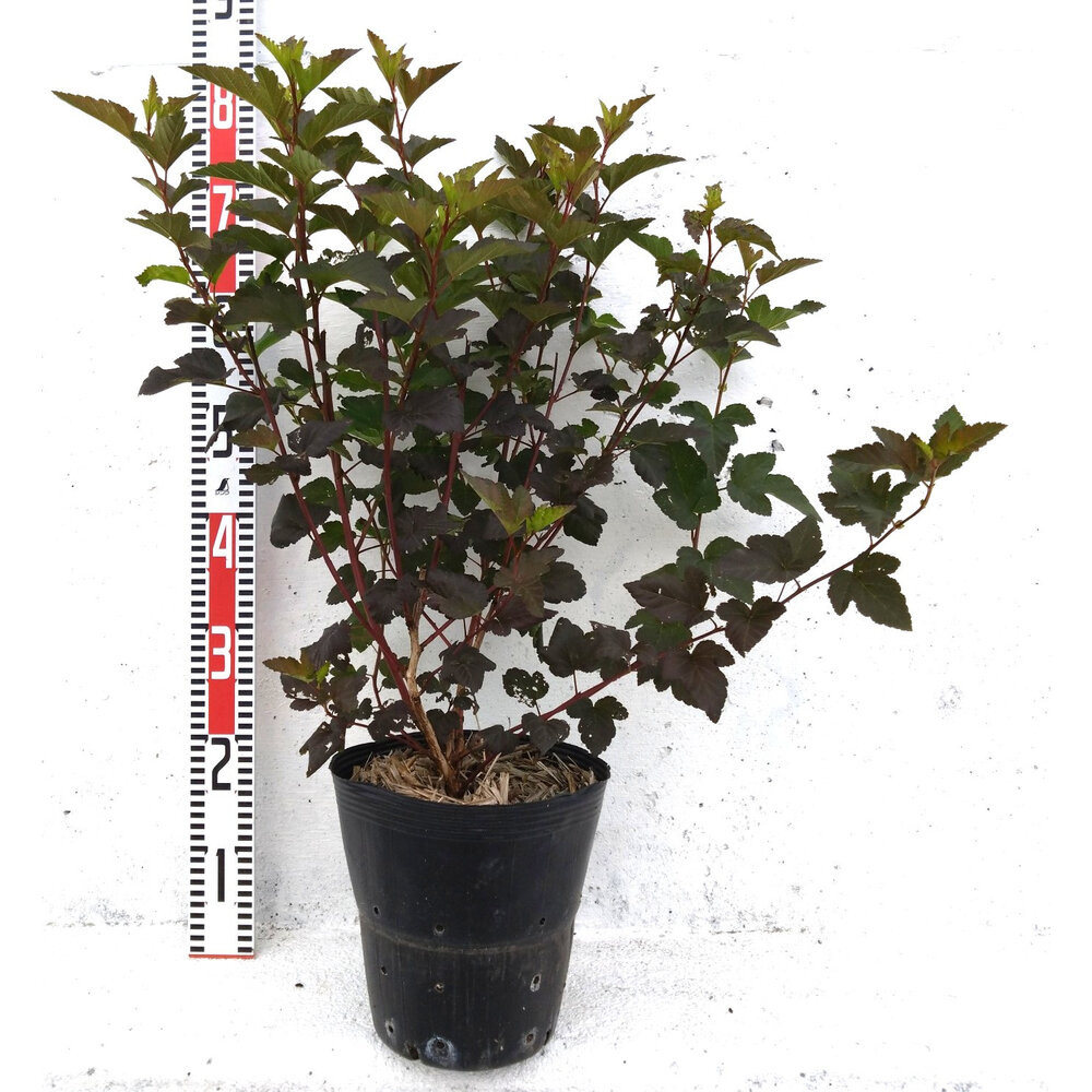 緑の力で地球を元気に！【アメリカテマリシモツケ・ディアボロ】21cmポット