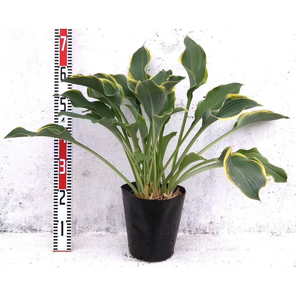 緑の力で地球を元気に！【ギボウシ・リーガルスプレンダー】21cmポット&nbsp;1本