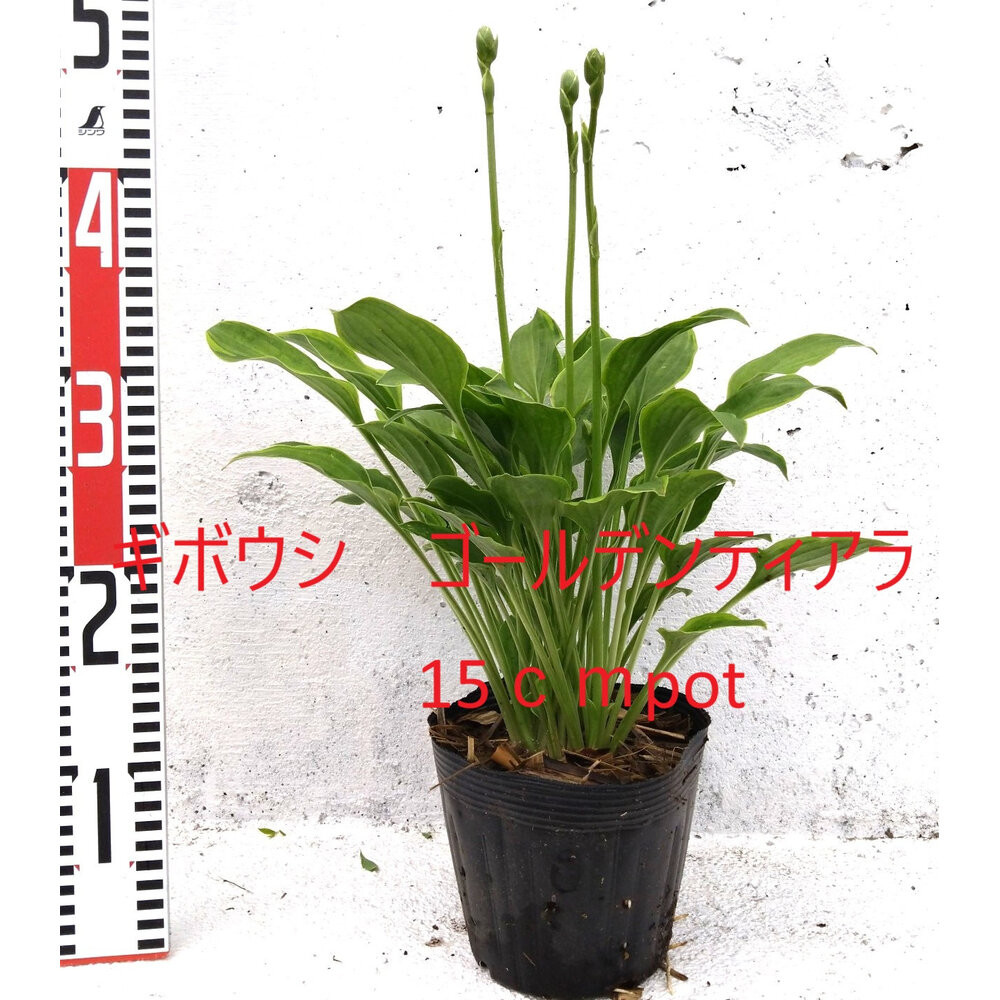 緑の力で地球を元気に！【ギボウシ・ゴールデンティアラ】15cmポット&nbsp;1本
