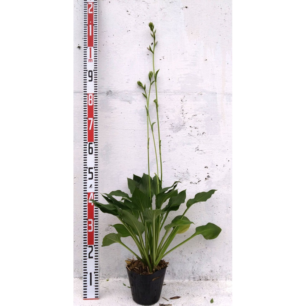 緑の力で地球を元気に！【ギボウシ】15cmポット&nbsp;1本