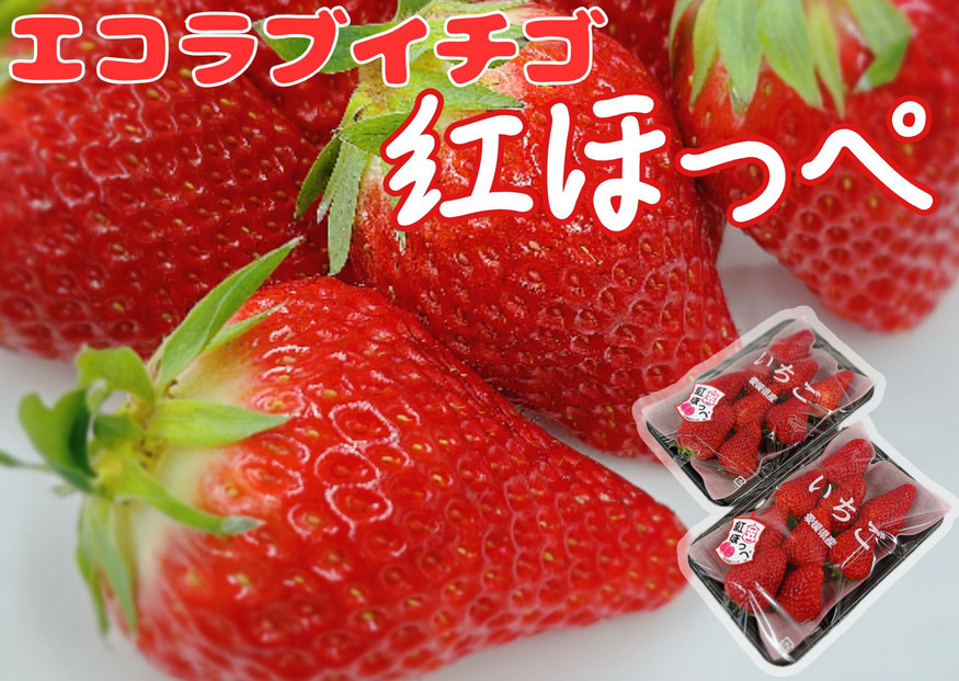 内子町産　いちご「紅ほっぺ」　2パック