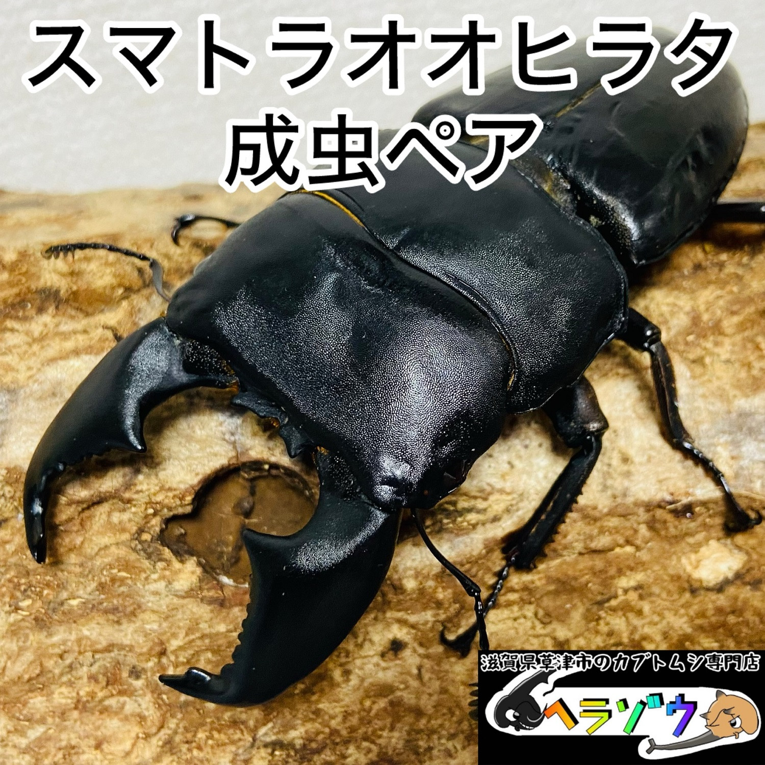 スマトラオオヒラタ 90mmUP 成虫 ペア