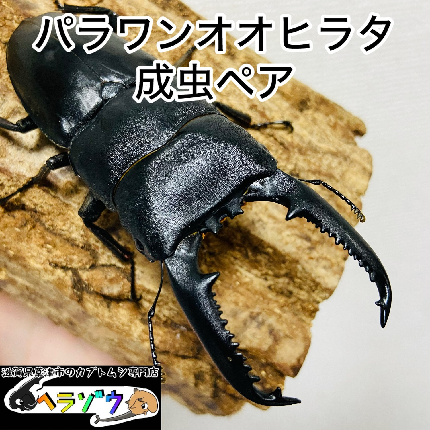 パラワンオオヒラタ 95mmUP 成虫 ペア