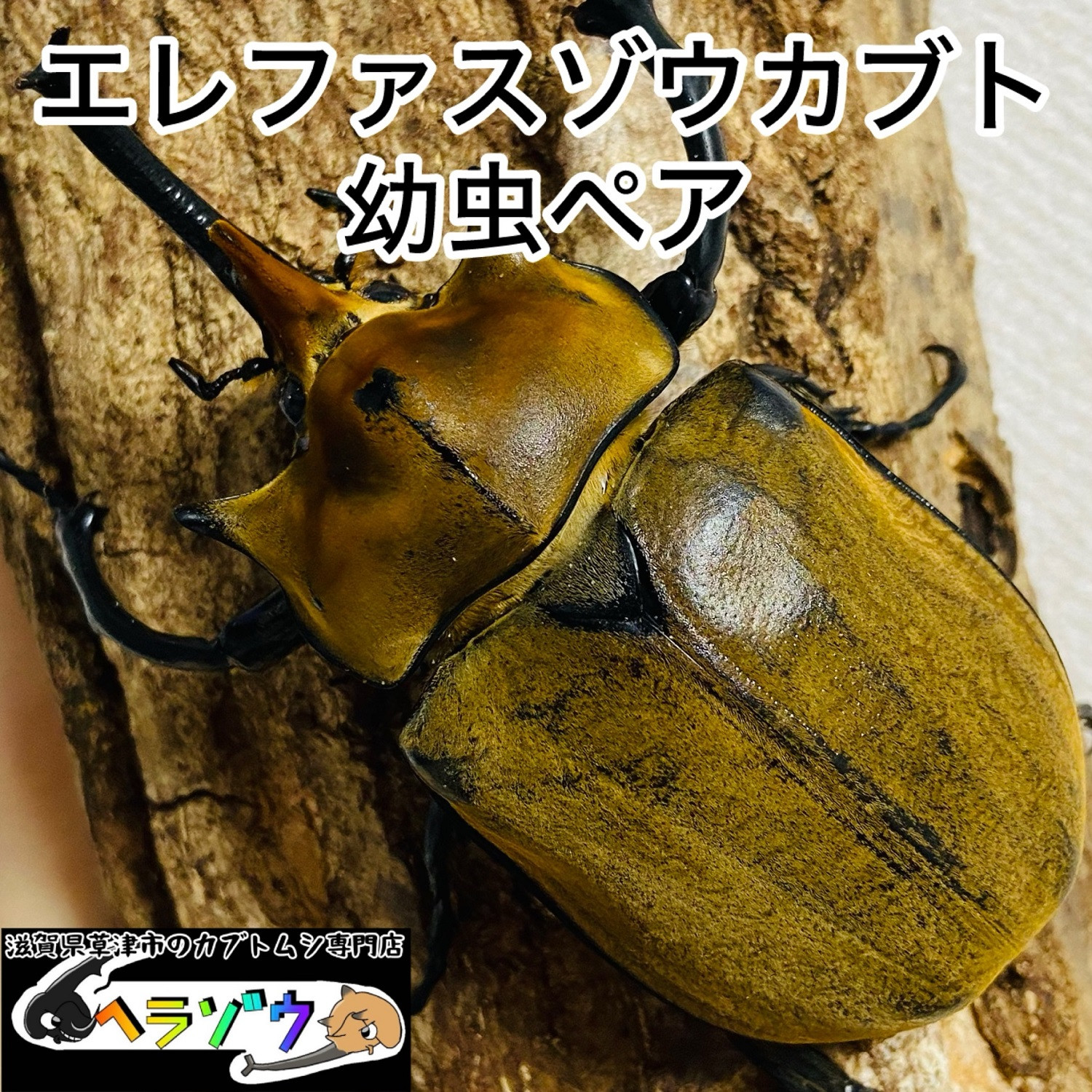 エレファスゾウカブト 幼虫 ペア