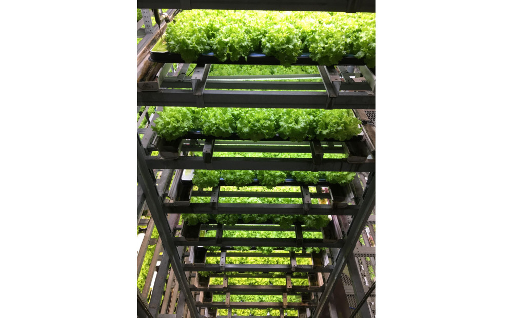 Osaka&nbsp;Agri&nbsp;Marche&nbsp;フリルレタス・バタビアレタス